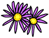 Asters