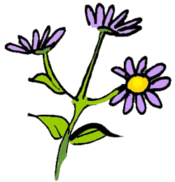 Aster Flower