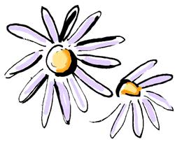 Aster Flowers
