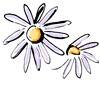 Asters