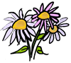 Aster