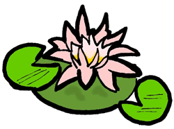 Water Lily