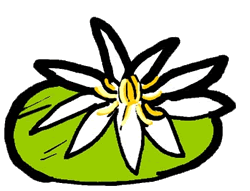 Water Lily