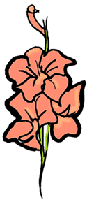 Gladiolus Flower