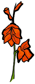 Gladiolus Flower