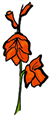 Gladiolus