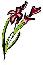 Gladiolus Flower
