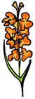 Gladiolus