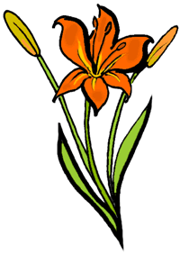 Daylily