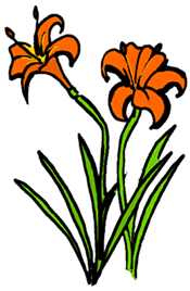 Daylilies