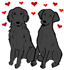 Black Labrador Dog Black Flat-Coated Retriever Dog Sitting Clipart