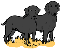Black Labrador Dog Black Flat-Coated Retriever Clipart