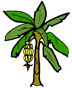 Banana Tree