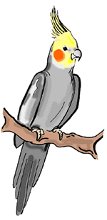 Gray Cockatiel
