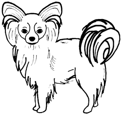 Papillon Dog