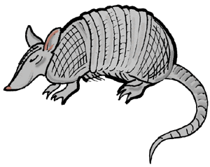 Armadillo