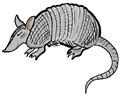 Armadillo Clipart