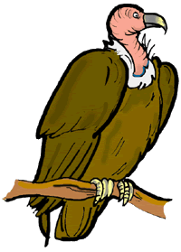 Vulture