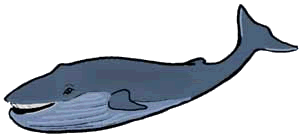 Blue Whale