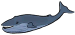 Blue Whale Clipart