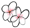 Frangipani  Flowers Clipart