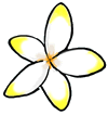 Frangipani  Flower Clipart