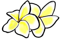 Frangipani Flowers Clipart