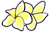 Frangipani Flowers Clipart