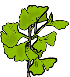 Ginkgo Biloba Clipart