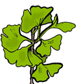 Ginkgo Biloba Clipart