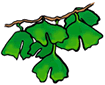 Ginkgo Biloba Clipart