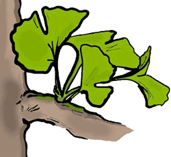 Ginkgo Biloba Clipart