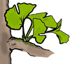 Ginkgo Biloba Clipart