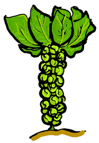 Brussel Sprouts Plant Clipart