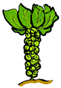 Brussel Sprouts Plant Clip Art