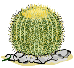 Barrel Cactus Clipart