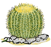 Barrel Cactus Clip Art