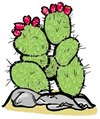 Flowering Prickly Pear Cactus Clip Art