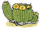 Flowring Barrel Cactus Clip Art