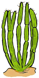 Organ Cactus Clipart