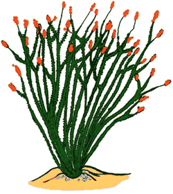 Ocotillo Cactus Clipart