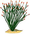 Ocotillo Cactus Clip Art