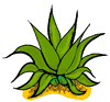 Agave Cactus Clip Art