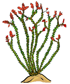 Ocotillo Cactus Clipart