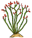 Ocotillo Cactus Clip Art