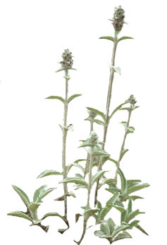 Lamb's Ear