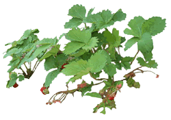 Strawberry Plant