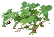 Strawberry Plant