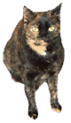 Tort Cat Sitting