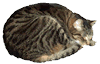 Cat Sleeping